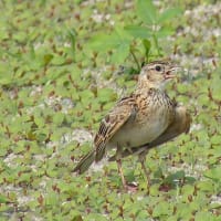 コサギの捕食