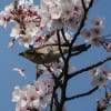 ニュウナイスズメの蜜吸い