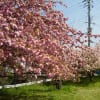 八重桜
