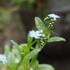 我が家の庭の花たち