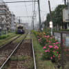 都電荒川線のバラ