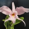 C.maxima
