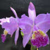 C.lueddemanniana