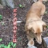 8月22日ワンコ5匹生活7日目　裏庭でダックスを放牧（犬）
