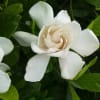 季節の花に癒されて（春）