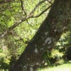 長野八幡宮のシャシャンボ