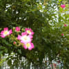 ピンクの垣根薔薇が！