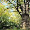 東京都日比谷公園　首かけのイチョウの巨樹　20