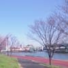 隅田川沿いの桜・・・素敵な眺めでした