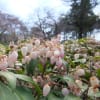 神代植物公園・2012・春・花や風景など