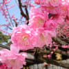 早春の京～東山花灯路と名所旧跡、神戸