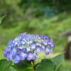 梅雨の里山２０１５　～上谷戸の紫陽花～