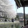 屋形船からの桜