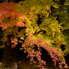 成田山公園の紅葉　2012.11.29