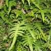 沖縄の植物-シダきのこサボテン