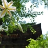 景徳院のヤマユリ①(回想)