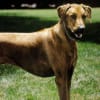 パリア犬 どうぶつ だぁ いすき パリア犬 どうぶつ だぁ いすき