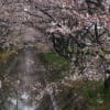 ２０１２桜（大雨の後）
