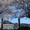 桜　2010