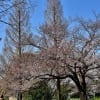 山下公園　１（サクラ）