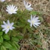 蕗の薹・菊咲きイチゲ