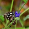 石垣島で見た蝶