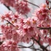 おかめ桜&河津桜　鶴見緑地　2013