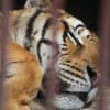 IKEDA・ZOOの愉快な動物たち
