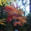九品寺・・・”１３紅葉