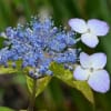 ヤマアジサイの花(4)「甘茶」