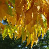 中秋から樹木の色付き、実を付けたり、青葉のまま、各種