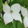 * 長良公園のお花 *