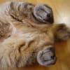 いやしのヘソ天♪