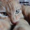 ２０１２年の「きなこ＆たまご」