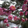 京都御苑の梅の花が咲きました。
