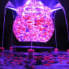 アートアクアリウム展