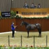 サマーセール出身馬【ガリバーストーム(Gulliver Storm)】が「兵庫若駒賞(2歳重賞)」を優勝