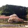 又兵衛しだれ桜を堪能しに宇陀市本郷へ