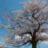 2012年　山陰の桜