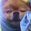 貯犬箱♪追記チャンネル♪