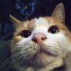 2011.3.2　今日のにゃんこ