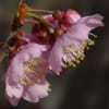 サクラ ツバキカンザクラ(椿寒桜)
