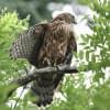 東京 某 公園にて！ オオタカ の 幼鳥！