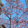 2016年　その他の早咲き桜