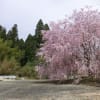 枝垂れ桜