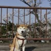 西公園の桜_140327
