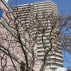 歴史の道探訪・園芸