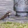 紫川河畔公園の野鳥たち_150112
