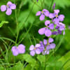 ５月の花、秋の花