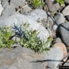 多摩川の植物：４月～５月：その２